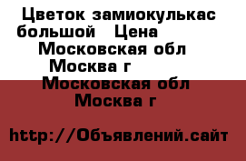Цветок замиокулькас большой › Цена ­ 3 000 - Московская обл., Москва г.  »    . Московская обл.,Москва г.
